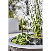 Heissner Gartenbrunnen Solar Wassergarten Lotusgarden (58 x 58 x 19 cm, Kunststoff, Anthrazit) | BAUHAUS