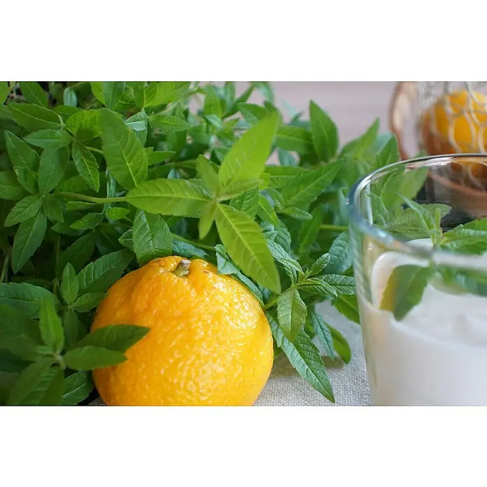 Blu Bio Orangenverbene - Lippia citriodora, Topfgröße: 12 cm - Frische Orange und Zitronenverbeneblätter mit einem Glas cremig-weißem Getränk.