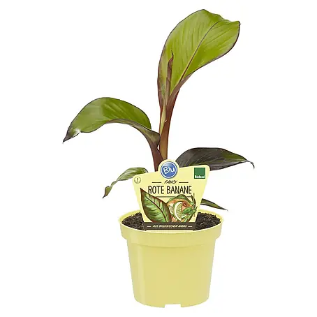 Blu Bio Bananenstaude