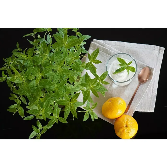 Blu Bio Orangenverbene - Lippia citriodora, Topfgröße: 12 cm - Eine üppige grüne Zitronenverbene-Pflanze neben einem Joghurtglas mit einem Blatt, einem Kupferlöffel und zwei frischen Zitronen auf hellem Tuch.