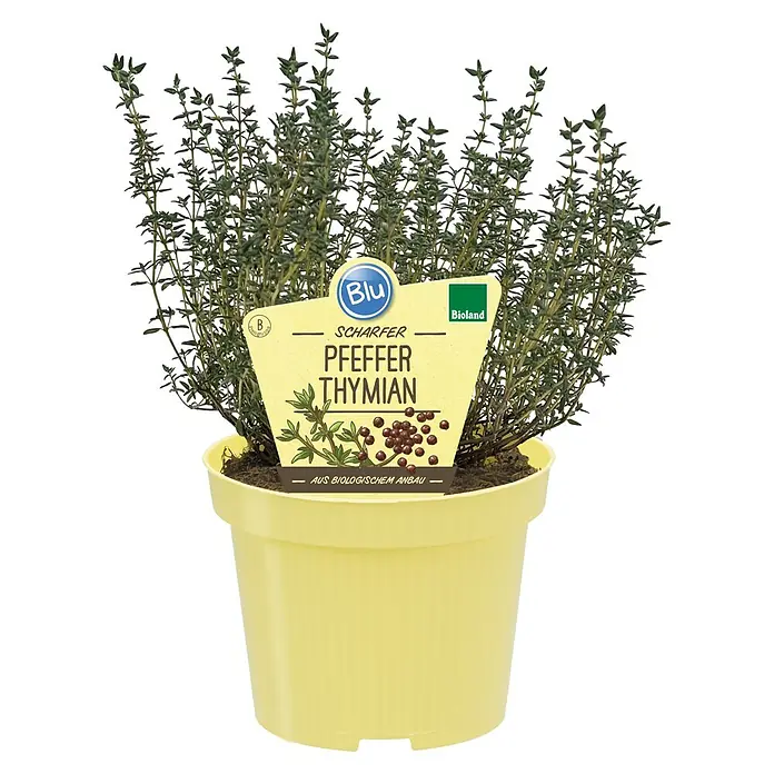 Blu Bio Pfefferthymian - Thymus piperel, Topfgröße: 12 cm - Topf mit scharfer Pfeffer-Thymian-Pflanze in gelbem Plastiktopf mit gelbem Bio-Etikett, das rote Beeren zeigt.