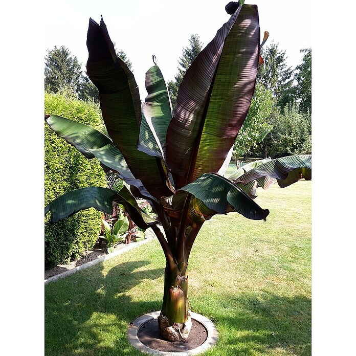 ginseng bonsai pflege Ficus Ginseng  Bonsai Feige, 4070 cm - 27cm