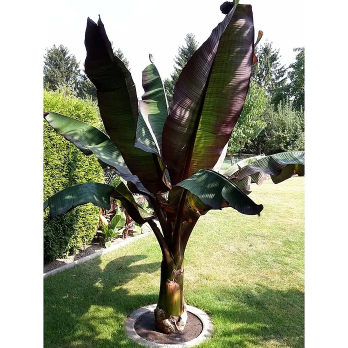 Blu Bio Bananenstaude - Ensete maure, Topfgröße: 12 cm - Tropisch aussehende Pflanze mit markanten dunkelrot-grünen Blättern und kräftigem Stamm im Garten.