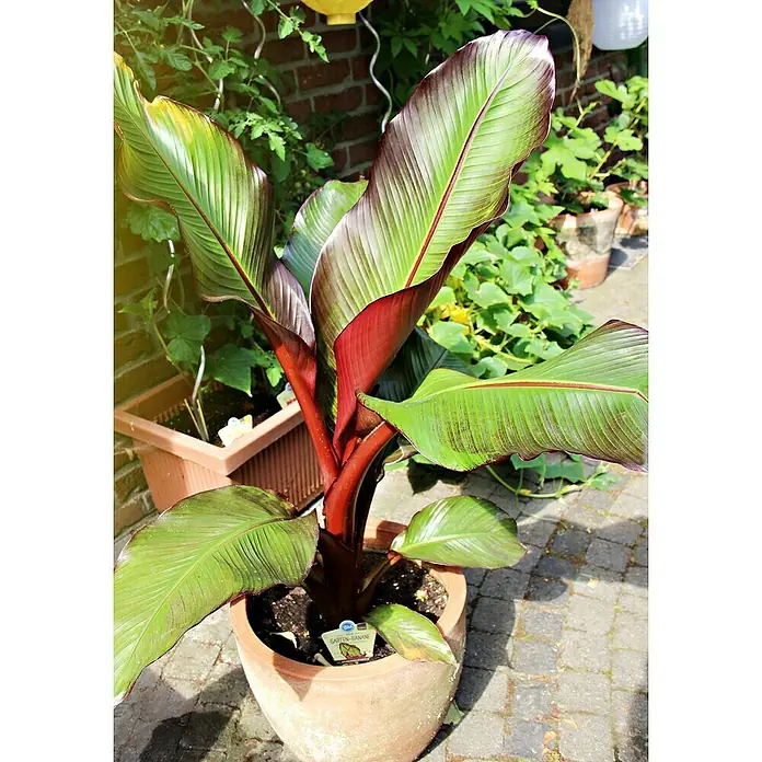 Blu Bio Bananenstaude - Ensete maure, Topfgröße: 12 cm - Topf-Gartenbanane mit großen grünen Blättern und auffälligen roten Stielen, auf einer Terrasse ausgestellt.