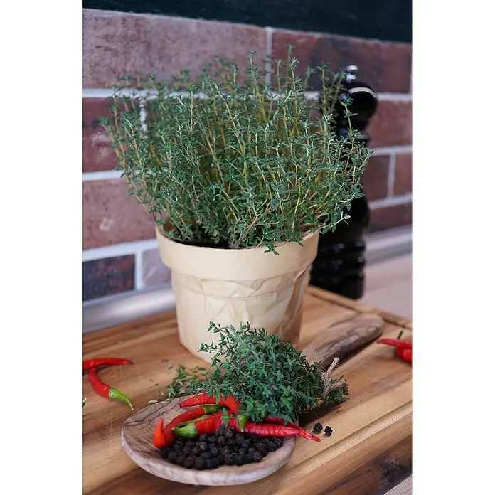 Blu Bio Pfefferthymian - Thymus piperel, Topfgröße: 12 cm - Frischer Thymian im Topf und gebündelt auf einem Holzbrett mit roten Chilischoten und schwarzen Pfefferkörnern zum Kochen.