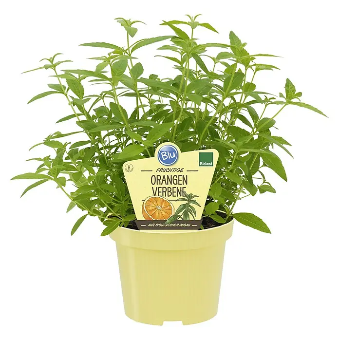 Blu Bio Orangenverbene - Lippia citriodora, Topfgröße: 12 cm - Topf mit Orangenverbene-Pflanze in hellgelbem Topf mit Etikett, das biologischen Anbau anzeigt.