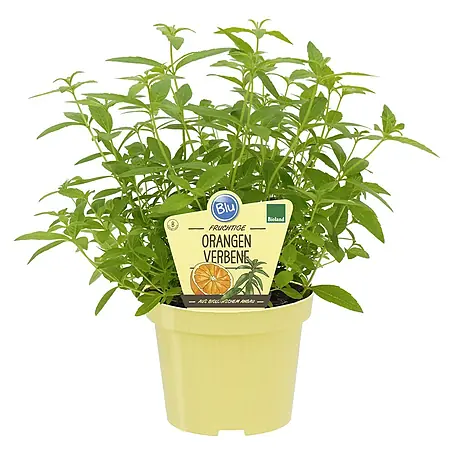 Blu Bio Orangenverbene