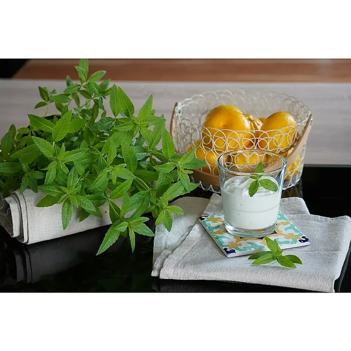 Blu Bio Orangenverbene - Lippia citriodora, Topfgröße: 12 cm - Eine frische grüne Kräuterpflanze, ein Drahtkorb mit gelben Zitronen und ein Glas weißer Joghurt mit Blättern auf einem gemusterten Untersetzer.