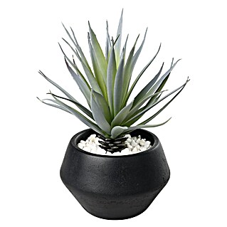 mammillaria senilis Buy Mammillaria Senilis Cactus Plant main image 1