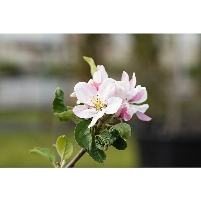 Malus domestica 5 Red Sentinel 50 cm Sta