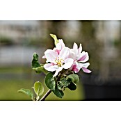Malus domestica 5 Red Sentinel 50 cm Sta