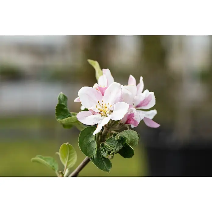 Piardino Apfelbaum - Malus domestica, Topfvolumen: 5 l - Zarte rosa-weiße Apfelblüten blühen an einem Zweig mit frischen grünen Blättern.