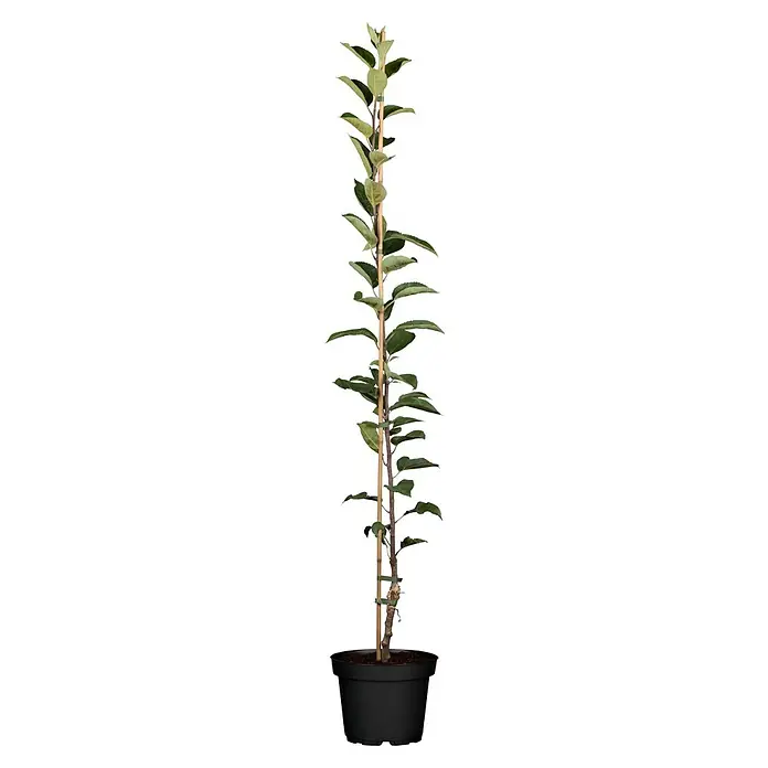 Piardino Apfelbaum - Malus domestica, Topfvolumen: 5 l - Junge Topfpflanze mit grünen Blättern, braunem Stamm, gestützt von einem Holzstab im schwarzen Topf.