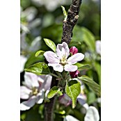 Malus domestica 5 Red Sentinel 50 cm Sta