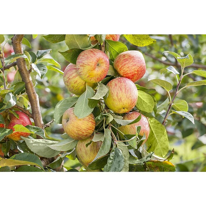 Malus domestica 5 Red Sentinel 50 cm Sta