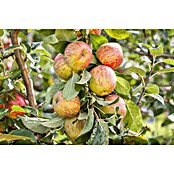 Malus domestica 5 Red Sentinel 50 cm Sta