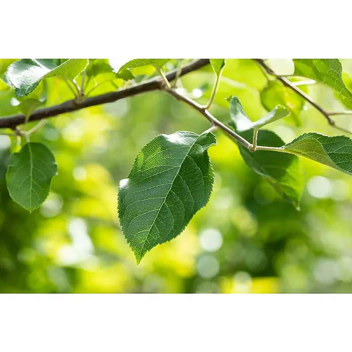 Piardino Apfelbaum - Malus domestica, Topfvolumen: 5 l - Helle grüne Blätter an einem Ast.
