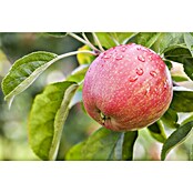 Malus domestica 5 Red Sentinel 50 cm Sta