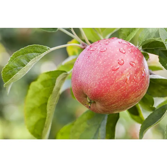 Piardino Apfelbaum - Malus domestica, Topfvolumen: 5 l - Roter Apfel mit Wassertropfen an einem belaubten Ast.