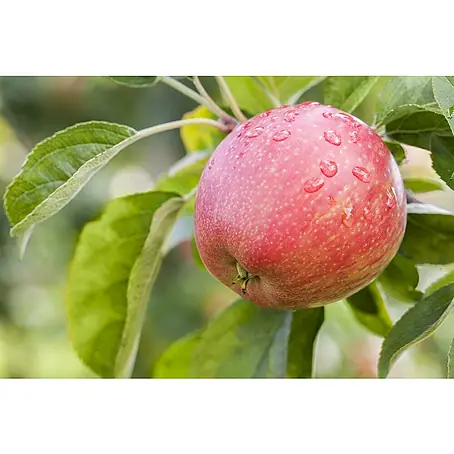 Piardino  Apfelbaum