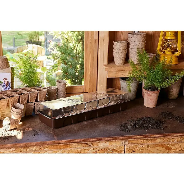 Siena Garden Zimmergewächshaus - 53 x 15 x 11 cm, Dunkelbraun, Mit 36 Quelltabletten - Ein Anzuchthaus mit transparentem Deckel auf einer Holzwerkbank, umgeben von Torftöpfen, Erde und kleinen grünen Pflanzen, bereit zum Gärtnern.