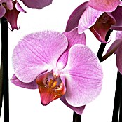 Orquídea mariposa (Phalaenopsis Hybride, Tamaño de maceta: 12, Lila, Número de brotes: 3, Forma de crecimiento: Colgante, vertical)