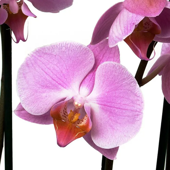 Piardino Orquídea mariposa - Phalaenopsis Hybride, Tamaño de maceta: 12 cm, Lila, Número de brotes: 3 ud., Forma de crecimiento: En posición vertical - Primer plano de una orquídea rosa con un pétalo naranja, sobre un fondo neutro.