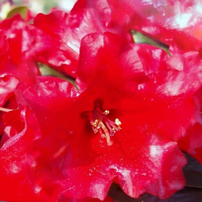 Piardino ZwergrhododendronRhododendron repens 'Scarlet Wonder', Rot Detail Shot