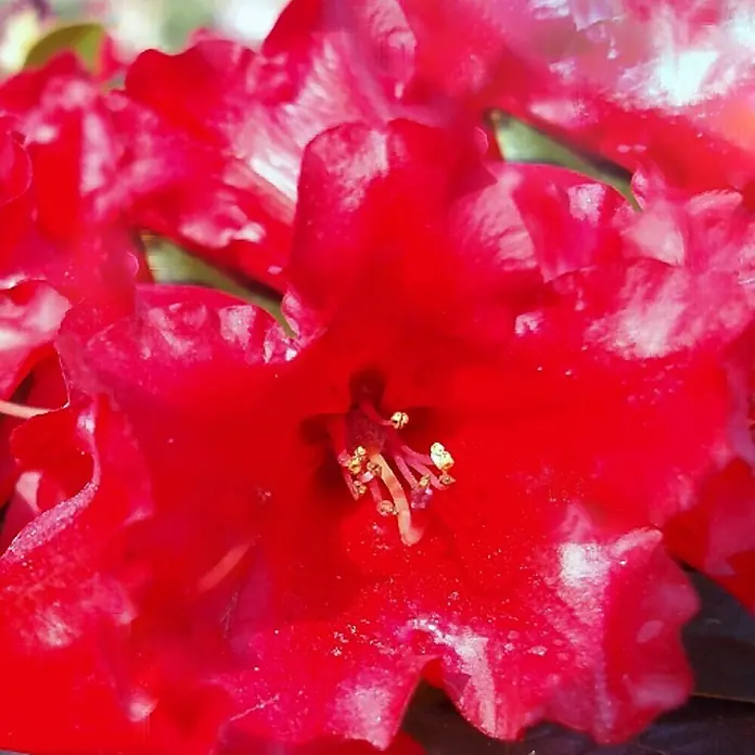Piardino ZwergrhododendronRhododendron repens 'Scarlet Wonder', Rot - Nahaufnahme einer leuchtend roten Rhododendronblüte, die ihre filigranen Staubgefäße und die sanften Texturen der Blütenblätter zeigt.