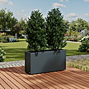 Herstera Garden Pflanzkasten Cube (Außenmaß (L x B x H): 30 x 100 x 50 cm, Metall, Anthrazit) | BAUHAUS