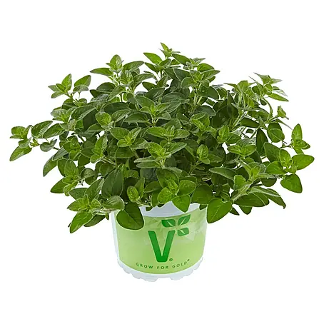 Piardino  Oregano