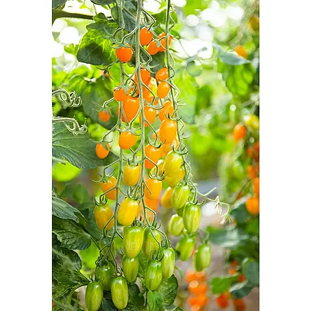 Tomate Bio