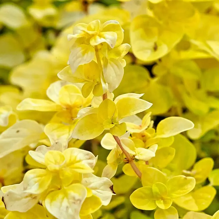 Piardino Oregano - Origanum vulgare 'Gold', Topfgröße: 12 cm - Lebhaft gelb-grüne Pflanze mit kleinen, runden Blättern, teils mit weißem Rand.