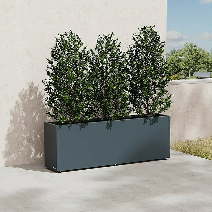 Herstera Garden Pflanzkasten Cube - Außenmaß (L x B x H): 150 x 30 x 50 cm, Metall, Anthrazit - Länglicher, dunkelgrauer rechteckiger Pflanzkübel mit drei grünen Büschen, draußen auf einer Betonterrasse platziert.