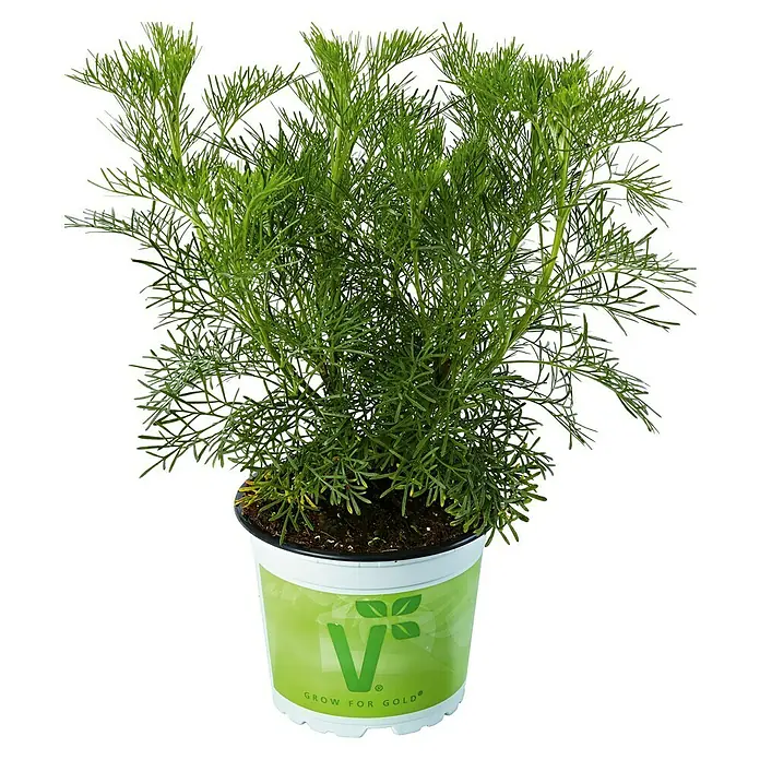 Piardino Colakraut - Artemisia abrotanum, Topfgröße: 12 cm - Üppige Grünpflanze mit zarten, gefiederten Blättern in einem hellgrün-weißen Topf mit "V"-Logo und "Grow for Gold"-Aufschrift.