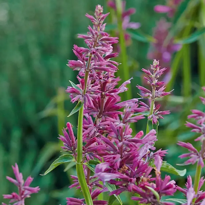 Piardino Küchenkräuter Bio-Limonaden-Pflanze - Agastache mexicana, Topfgröße: 12 cm - Leuchtend magentafarbene Blütenrispen auf grünen Stielen.