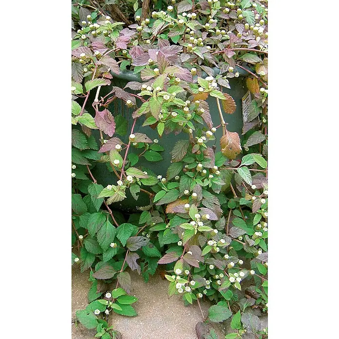 Piardino Aztekisches Süßkraut - Lippia dulchis, Topfgröße: 12 cm - Kriechpflanze mit kontrastierenden grünen und rötlich-violetten Blättern, geschmückt mit zahlreichen kleinen weißen Blüten.