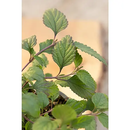 Piardino  Aztekisches Süßkraut