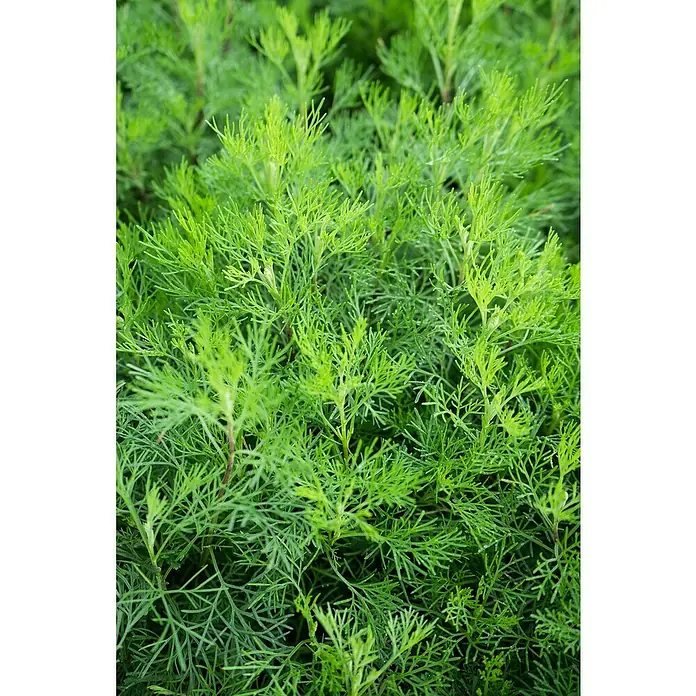 Piardino Colakraut - Artemisia abrotanum, Topfgröße: 12 cm - Üppige grüne Pflanze mit federartigen, fein geteilten Blättern, die eine weiche, volle Textur bilden.