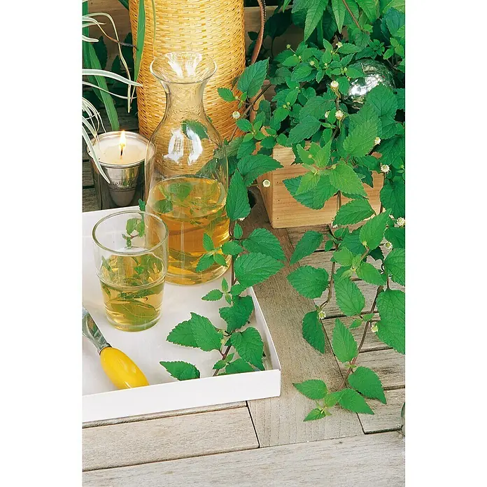 Piardino Aztekisches Süßkraut - Lippia dulchis, Topfgröße: 12 cm - Eine erfrischende Glaskaraffe und Tasse Minztee auf einem weißen Tablett, umgeben von frischen Grünpflanzen und einer brennenden Kerze.