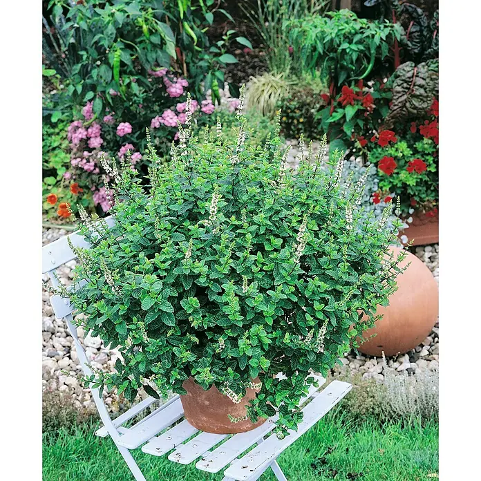 Piardino Marokkanische Minze - Mentha spicata, Topfgröße: 12 cm - Üppige Grünpflanze mit kleinen weißen Blüten in einem Terrakottatopf auf einem weißen Gartenstuhl.