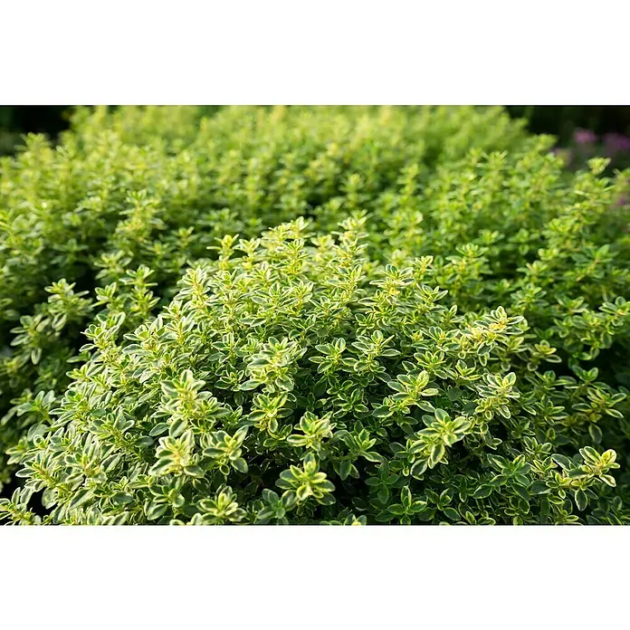 Piardino Zitronenthymian - Thymus citriodorus, Topfgröße: 12 cm - Nahaufnahme einer lebendigen, panaschierten Thymianpflanze mit kleinen, dichten grünen Blättern mit cremefarbenen Rändern.