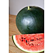 Piardino Wassermelone (Citrullus lanatus, Topfgröße: 14 cm) | BAUHAUS