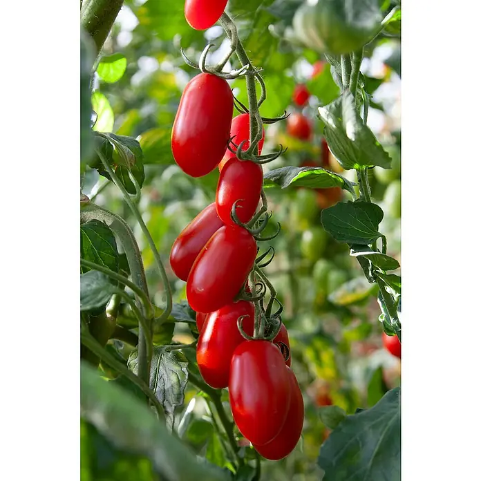 Tomate Bio - Solanum lycopersicum Midi San Marzano, 12 cm - Reife, rote, längliche Tomaten hängen in einem Cluster an einer grünen Rebe, erntereif im Garten oder Gewächshaus.