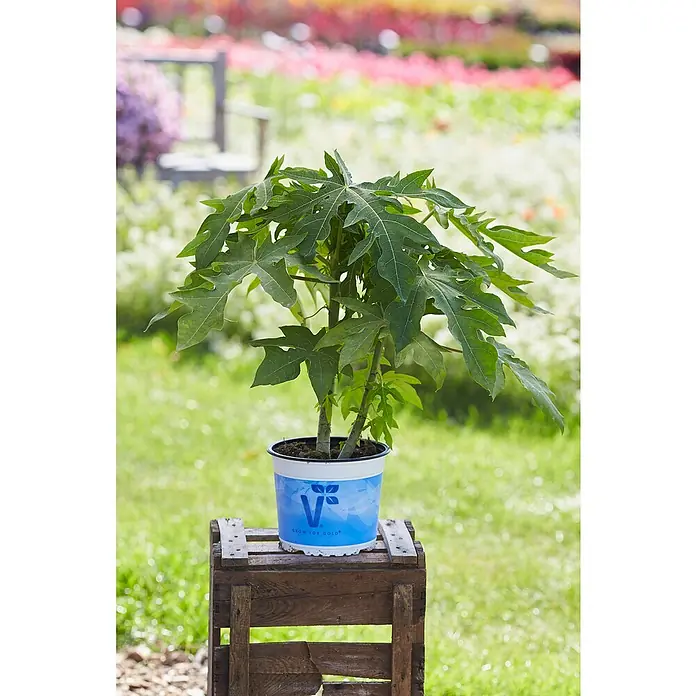 Piardino Papaya - Carica papaya, Topfgröße: 13 cm - Junge Papayapflanze mit grünen Blättern in blau-weißem Topf auf rustikaler Holzkiste im Garten.
