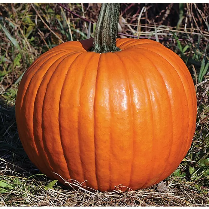 Piardino Bio Riesen-Kürbis - Cucurbita pepo, 12 cm - Großer, leuchtend oranger gerippter Kürbis mit grünem Stiel, auf trockenem Gras liegend.