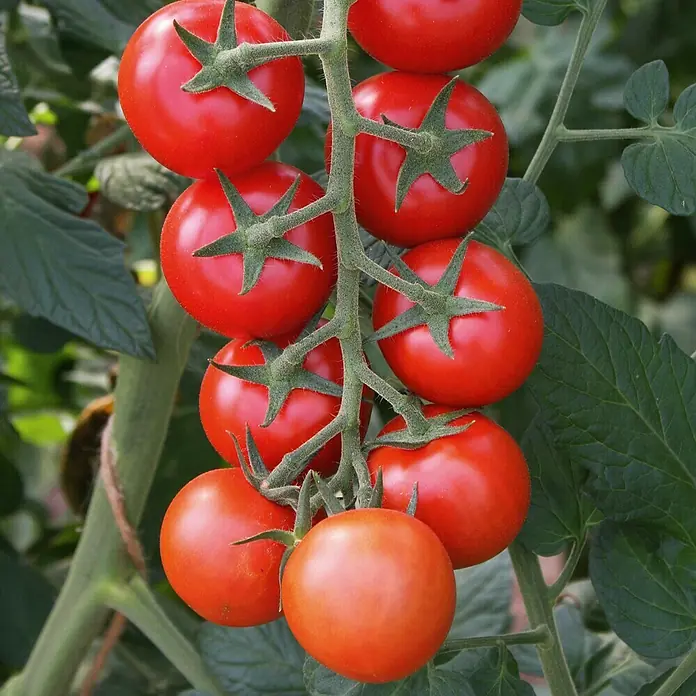 Piardino Bio Tomate - Lycopersicon esculentum Bolstar Gimli & Bartelly, 19 cm - Frische, reife rote Tomaten an einer grünen Rebe.