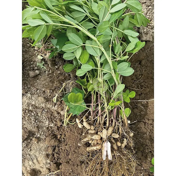 Piardino Bio Erdnuss - Arachis hypogaea, Topfgröße: 12 cm - Frisch geerntete Erdnusspflanze mit Schoten, teilweise in brauner Erde, eine Hülse geöffnet.