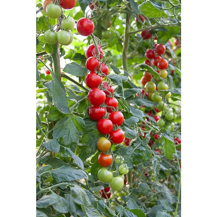 Piardino Bio Tomate - Lycopersicon esculentum Bolstar Gimli & Bartelly, 19 cm - Trauben von roten und grünen Tomaten wachsen an einer Ranke im Garten oder Gewächshaus.