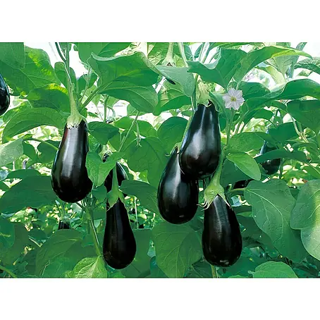 Aubergine Madonna